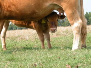 mucca e vitello un click per ingrandire